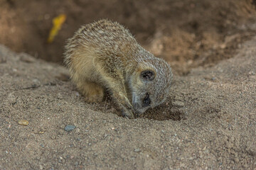 The meerkat (Suricata suricatta) digs a hole. The meerkat is a small mongoose and the only member of the genus Suricata. Its lives in the Desert in Botswana, Namibia, Angola, and in South Africa.