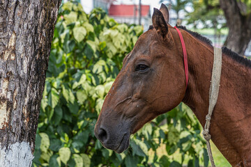 Portrait of a horse on the central street of Georgetown, the capital of Guyana, South America. The horse (Equus ferus caballus) is one of two extant subspecies of Equus ferus.