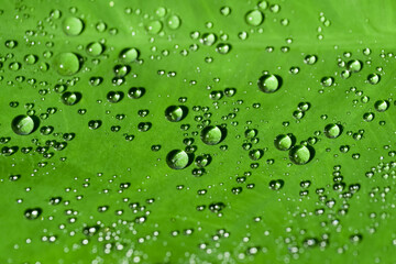 Plakat water drops on green leaf / closeup select focus and abstract background