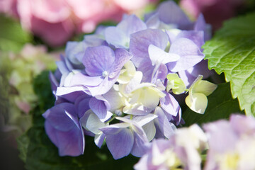 Blooming hydrangea close-up. Selective focus. Lush flowering hortensia. Pink violet purple lilac mixed colors hydrangea in bloom. 
Beautiful large hydrangea (macrophyllus) flower background