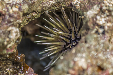 Naklejka na ściany i meble Sea urchin hid in coral in the surf. Sea urchins are members of the phylum Echinodermata, which also includes sea stars, sea cucumbers, brittle stars, and crinoids.