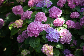 Blooming hydrangea close-up. Selective focus. Lush flowering hortensia. Blue pink violet purple lilac mixed colors hydrangea in bloom. Beautiful large hydrangea (macrophyllus) flower background
