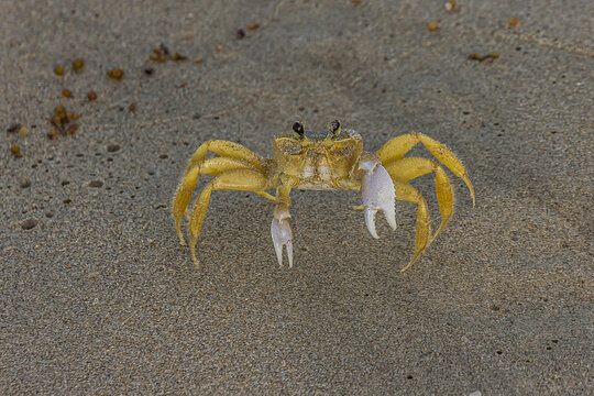The Atlantic ghost crab (Ocypode quadrata) also known as sand or beach crab on the beach of Margarita Islands (Venezuela). The Atlantic ghost crab lives in burrows in sand above the strandline.