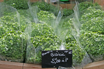 vente de basilic