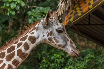 The Angolan giraffe (Giraffa giraffa angolensis), also known as the Namibian giraffe, is a subspecies of giraffe that is found in northern Namibia, south-western Zambia, Botswana and Zimbabwe.