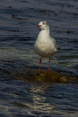 The black-headed gull (Chroicocephalus ridibundus) is a small gull that breeds in much of the Palearctic including Europe and also in coastal eastern Canada. Shot on the Black sea (Crimea).