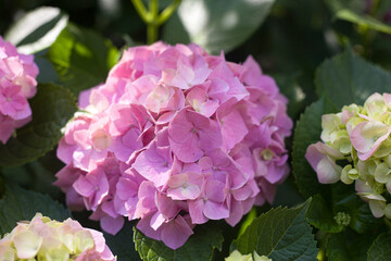 Blooming hydrangea close-up. Selective focus. Lush flowering hortensia. Pink violet purple lilac mixed colors hydrangea in bloom. Beautiful large hydrangea (macrophyllus) flower background