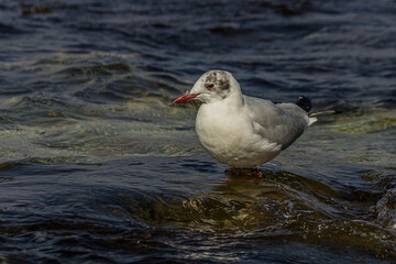 The black-headed gull (Chroicocephalus ridibundus) is a small gull that breeds in much of the Palearctic including Europe and also in coastal eastern Canada. Shot on the Black sea (Crimea).