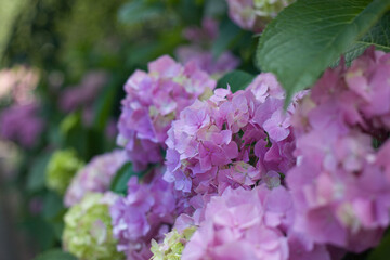 Blooming hydrangea close-up. Selective focus. Lush flowering hortensia. Blue pink violet purple lilac mixed colors hydrangea in bloom. Beautiful large hydrangea (macrophyllus) flower background