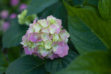 Blooming hydrangea close-up. Selective focus. Lush flowering hortensia. Pink violet purple lilac mixed colors hydrangea in bloom. Beautiful large hydrangea (macrophyllus) flower background	