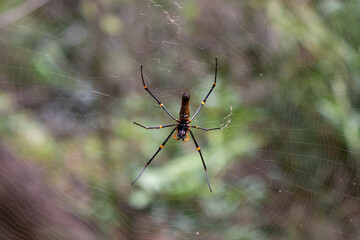 Wild spider Orb Weaver on its web, upside down position. Blurry background, isolated individual. Litchfield national park, Northern Territory, Australia