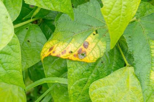 Damaged bean (Phaseolus) leaf. Pests and diseases of agricultural plants. Farming season