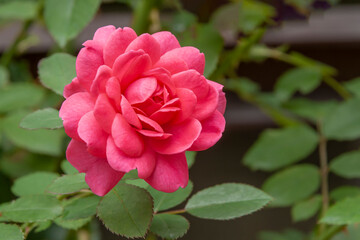 ピンク色のイングリッシュローズ