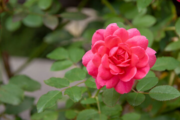 ピンク色のイングリッシュローズ