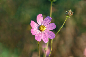 Obraz premium 朝の陽光を浴びるコスモスの雫