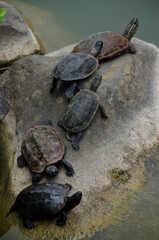 Fototapeta premium カメ