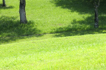 公園_芝生イメージ