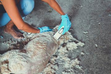 Woman using electric scissors to cut dog's hair