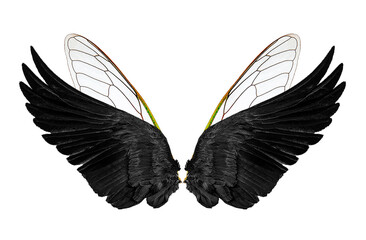 wings on a white,isolated
