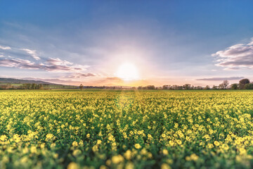 A blooming yellow rapeseed field in the midday sun