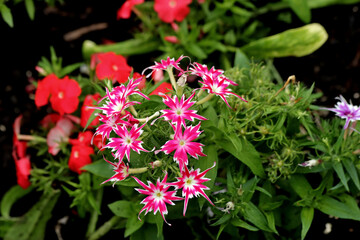 flowers in the garden