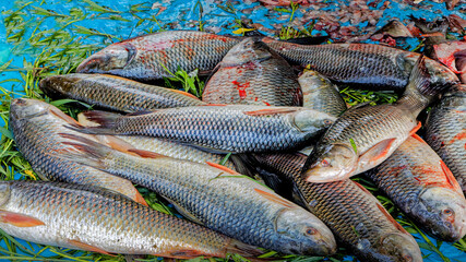 A bunch of fish in the market for sale
