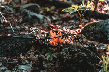 autumn leaves on the ground