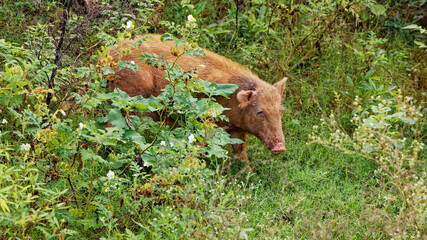 A small pig enjoying sunshine in a forest