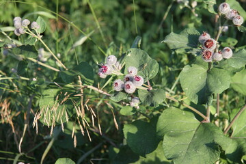 Beautiful blooming burdock in the forest