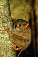 Sabar -  Malaysia 2006 : Tarsius Tarsier Resting On The Tree 