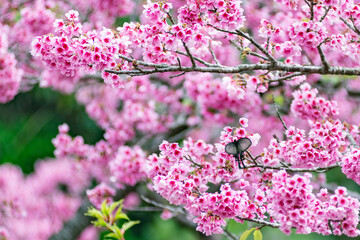 pink cherry blossom and butterfly