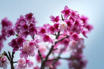 pink cherry blossom