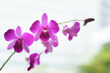 Fototapeta na wymiar White and purple orchid flower
