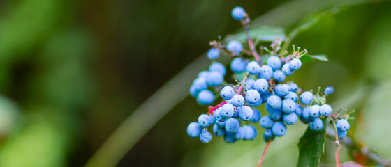 Mahonia aquifolium Oregon grape ripen on the branches. Plant in family Berberidaceae. Blue berries on a bush