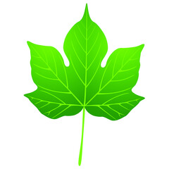 Green leaf of cotton on white background, design element.