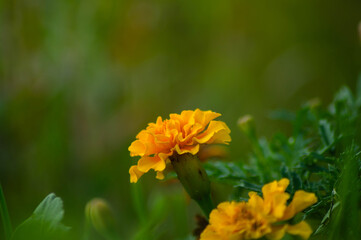 Желтый цветок макро фото на размытом фоне