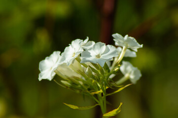 white flower macro photo on blurred background