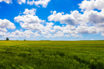 Obraz premium green field and blue sky