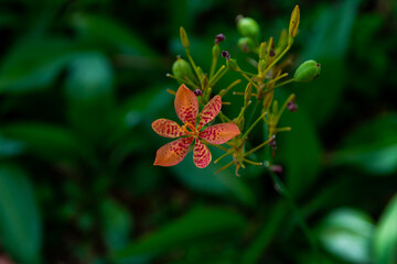 red and yellow flower
