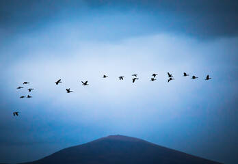 birds in the sky - geese