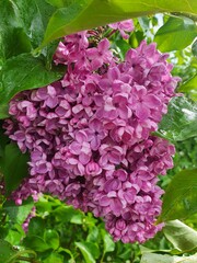 pink hydrangea flowers