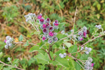 Blooming medicinal plant burdock. Arctium lappa commonly called greater burdock.