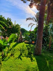 tropical garden with palm trees