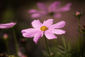 Obraz premium Pinke Sommerblume