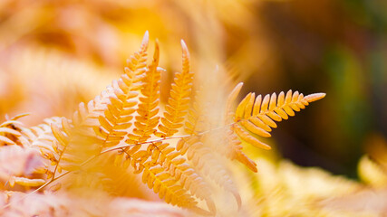 Yellowed fern leaf on a blurred background. Dry fern leaf in the forest. Autumn tropical background. Copy space