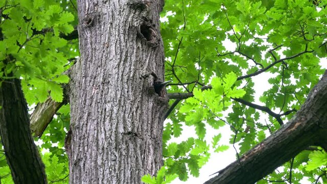 Black Woodpecker peeks and emerges from nest on tree (Dryocopus martius) - (4K)