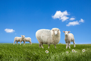 Obraz na płótnie Canvas Sheep and lambs grazing on green field