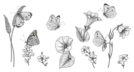 Hand Drawn Monochrome Wild Flowers  and Butterflies Set - 368743089