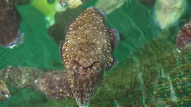 Big cuttlefishes floating on water trap inside a net. Animal in the sea. Fresh cuttlefish caught in a fisherman's trap net.