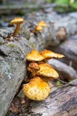 キノコ／倒木に生えたヌメリスギタケモドキ／Pholiota aurivella 